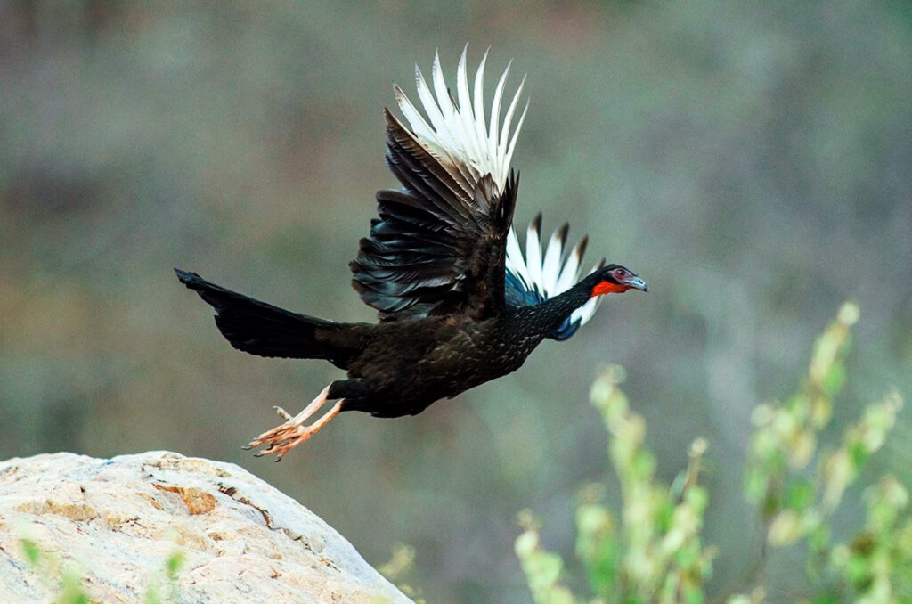 Pava aliblanca en vuelo en el Santuario de Chaparrí, especie emblemática en peligro de extinción