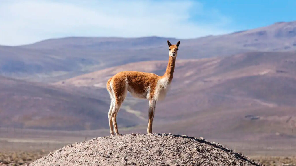 Vicuña de pie en un montículo de tierra, en medio del paisaje altiplánico peruano