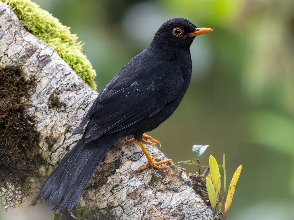 Zorzal andino sobre una rama en la sierra del Perú, ave habitual en jardines y campos de altura como los de Cajamarca o Ayacucho.