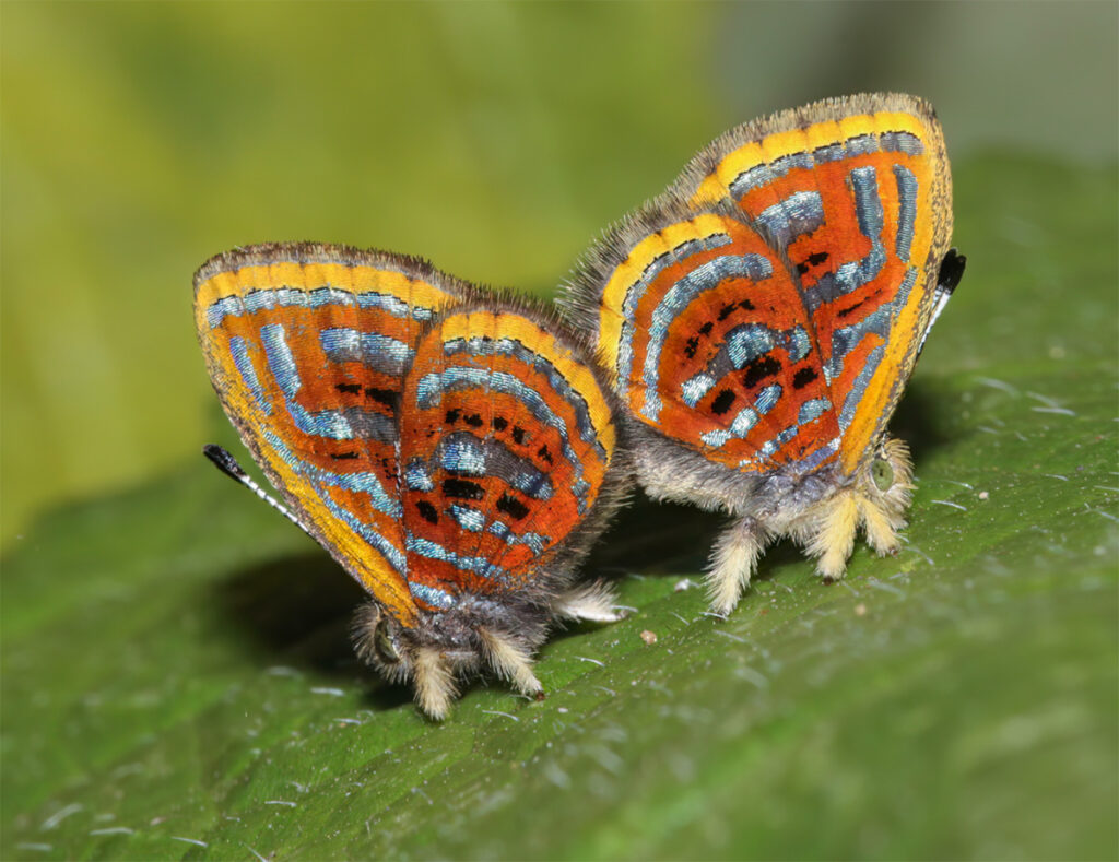 Dos mariposas de colores vivos posadas sobre una hoja en el Parque Nacional del Manu