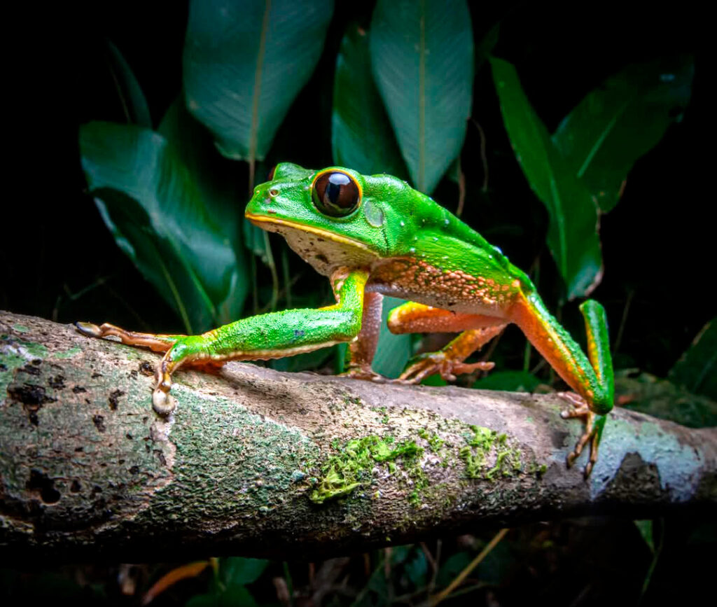 Rana verde posada sobre una rama en el interior del bosque montano del Parque Nacional del Manu