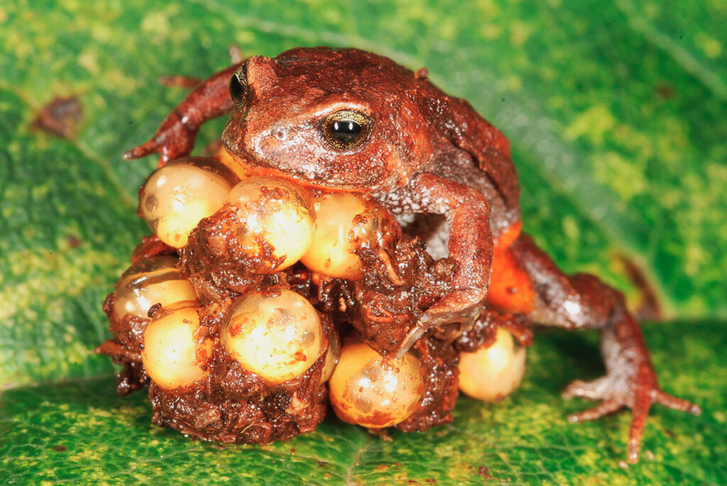 Rana Bryophryne hanssaueri cuidando sus huevos sobre una hoja en el Parque Nacional del Manu
