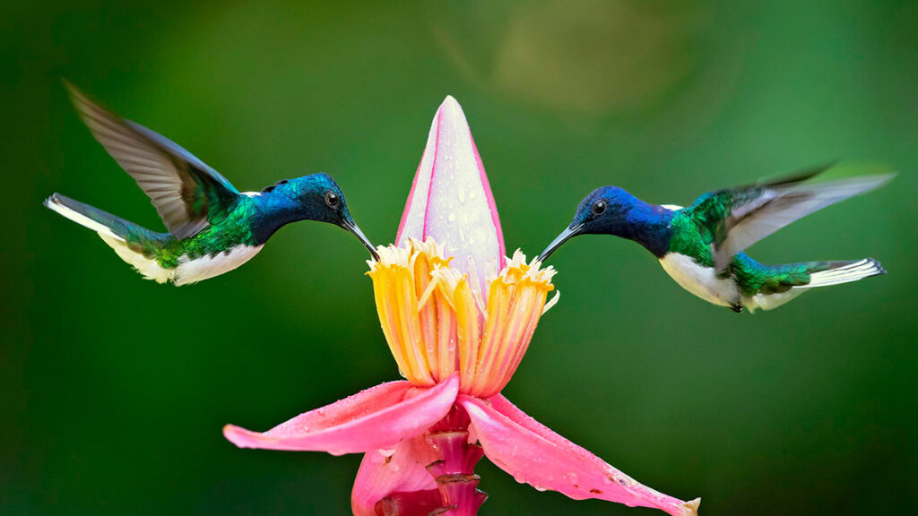 Dos colibríes alimentándose de una flor tropical en la Amazonía peruana