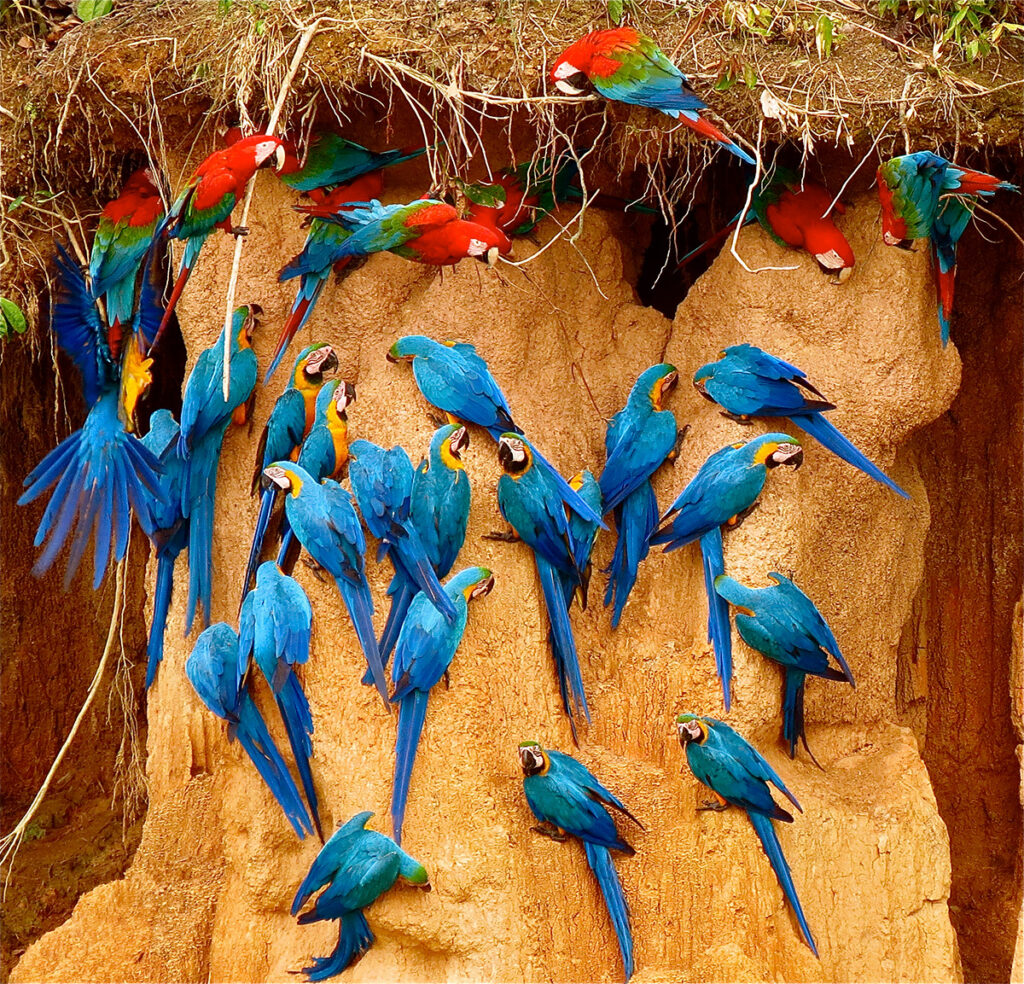 Grupo de guacamayos de vivos colores posados en la pared de arcilla de la Collpa Colorado, en plena actividad de consumo de minerales