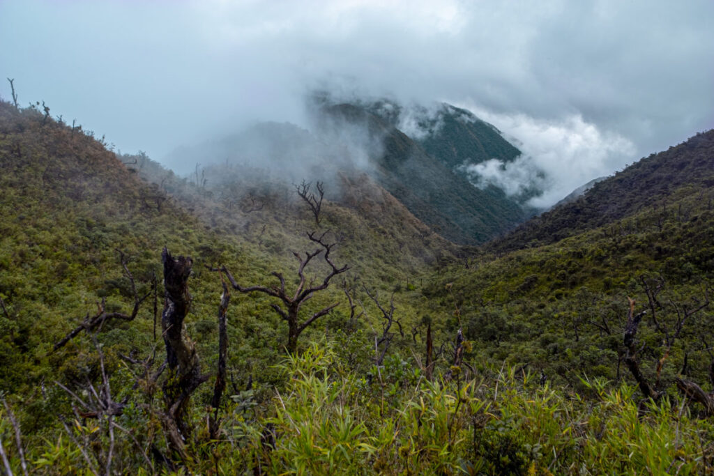 Vista panorámica de los bosques de neblina en la Cordillera de Colán, región Amazonas
