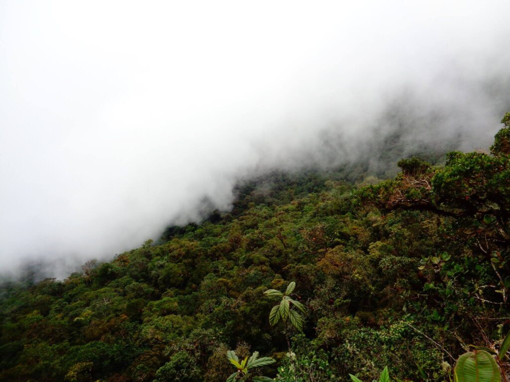 Bosque montano cubierto por niebla en la Cordillera de Colán