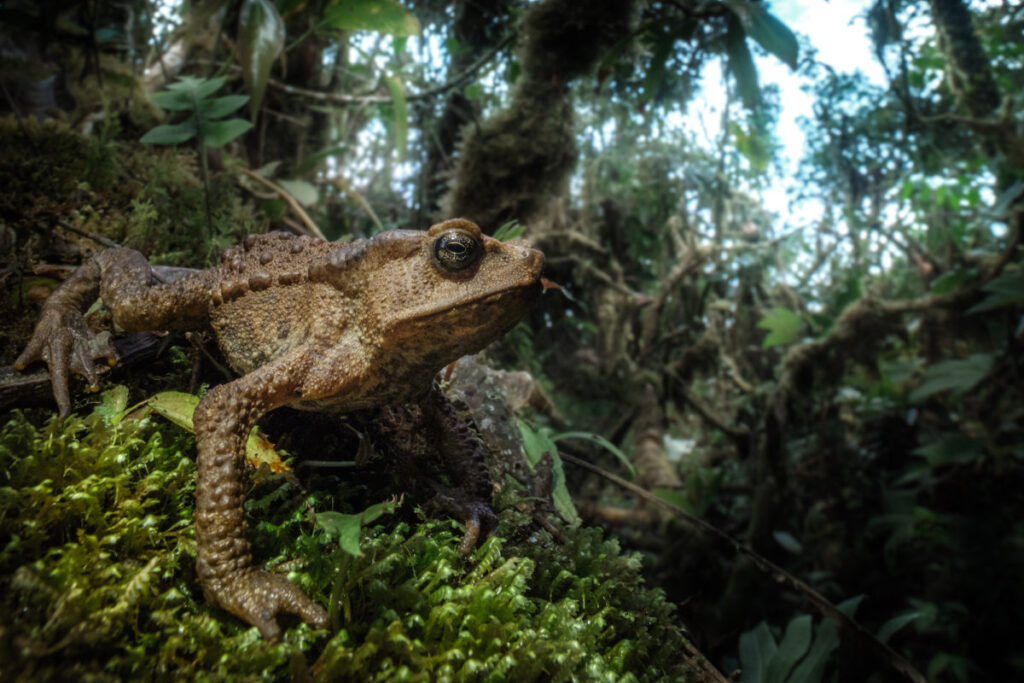 Rana andina sobre musgo en el bosque húmedo de la Cordillera de Colán