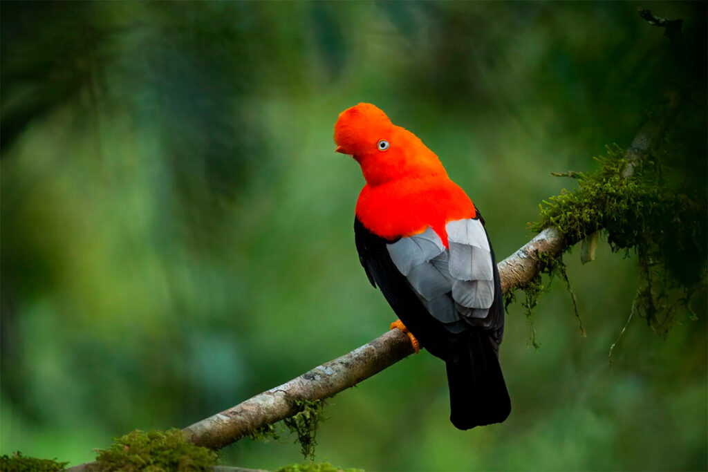 Gallito de las rocas posado en una rama en medio del bosque nublado
