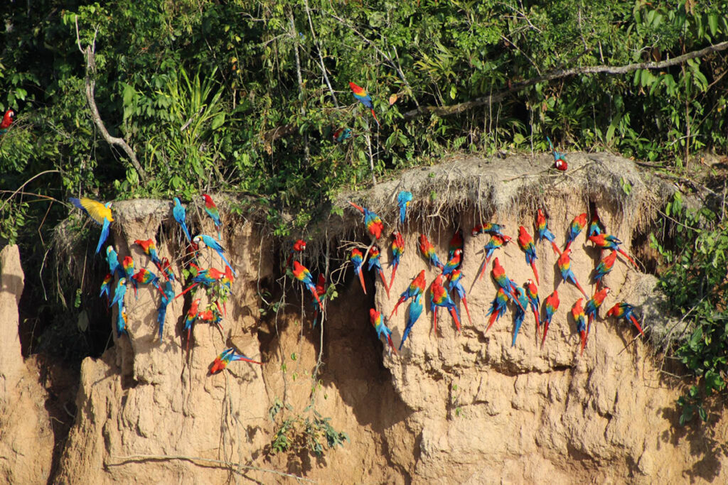 Grupo de guacamayos reunidos en una pared de arcilla en medio del bosque amazónico