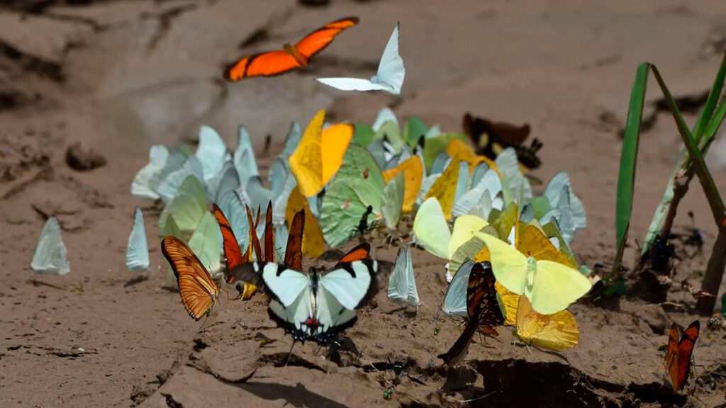 Grupo de mariposas de distintos colores reunidas sobre la orilla fangosa de un río en Manu