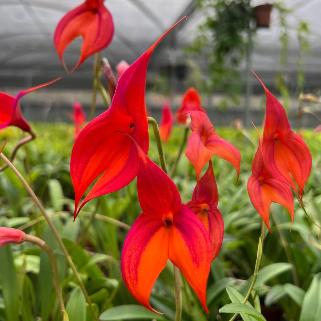 Flores de Masdevallia veitchiana, una orquídea andina de color rojo intenso, en un vivero de conservación peruano