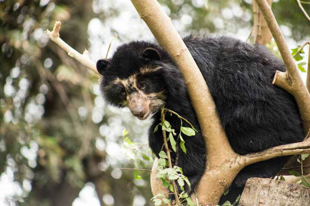 Oso andino o de anteojos sobre las ramas de un árbol en su hábitat natural