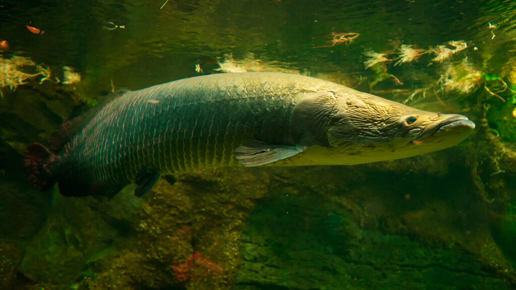 Paiche nadando en aguas amazónicas, uno de los peces de agua dulce más grandes del mundo
