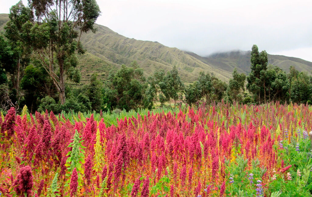 Campo de quinua en flor en Huayllabamba, con montañas y árboles andinos al fondo