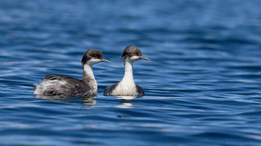 Dos patos silvestres sobre aguas cristalinas en la Laguna Pomacocha, Junín