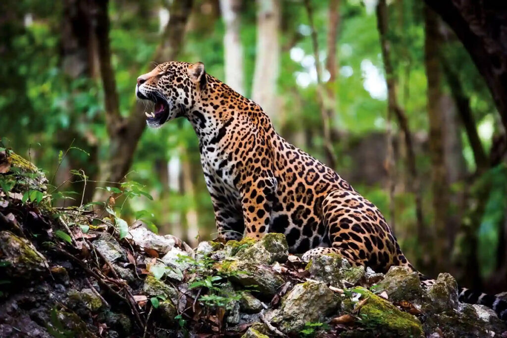 Jaguar amazónico en su hábitat natural en la selva peruana