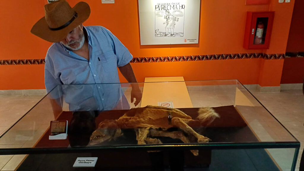 Restos momificados del pastor Chiribaya exhibidos en vitrina del museo de Ilo