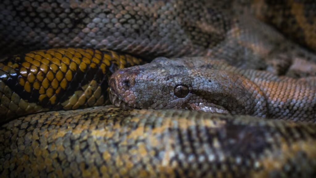 Primer plano de anaconda verde en la Amazonía peruana
