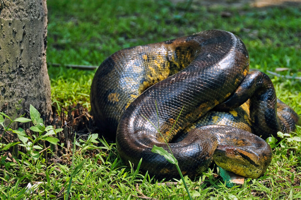 Anaconda verde descansando en la selva amazónica del Perú