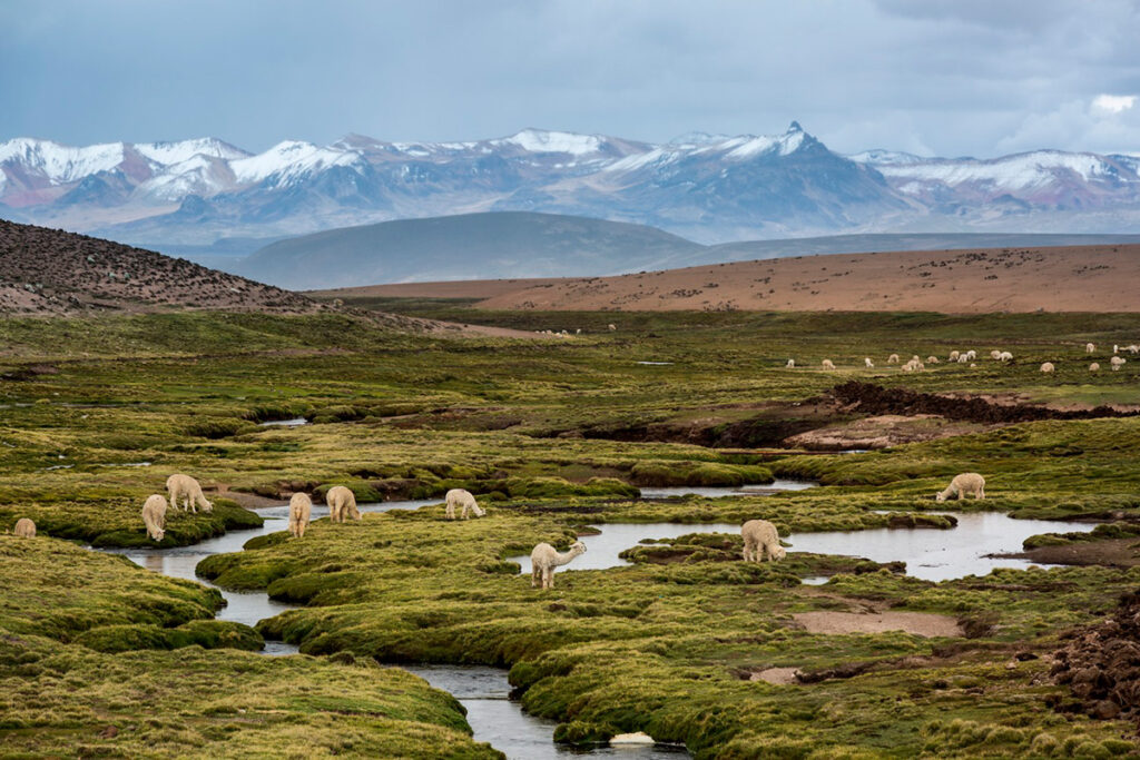 Paisaje de bofedales altoandinos en Perú con alpacas pastando y montañas nevadas al fondo