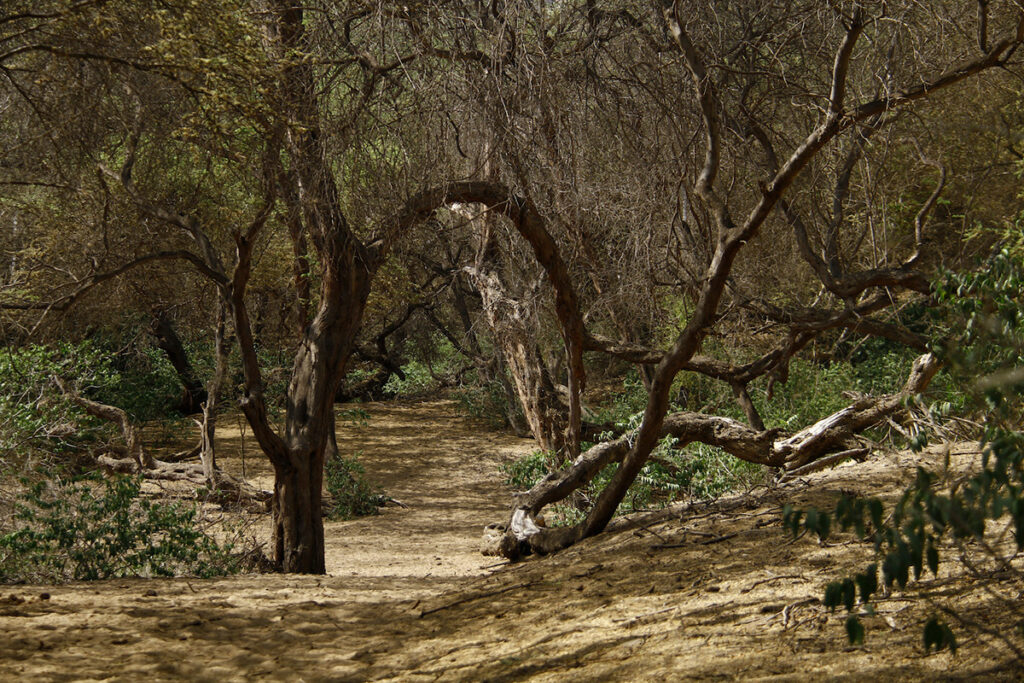 Sendero rodeado de árboles en el bosque seco del norte peruano