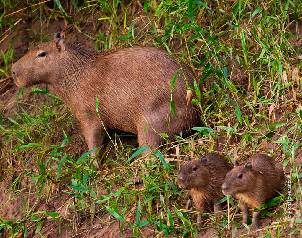 Capibara adulto con sus crías en la ribera amazónica del Perú