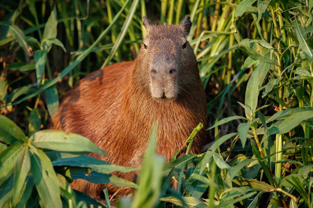 Capibara entre la vegetación de los humedales amazónicos