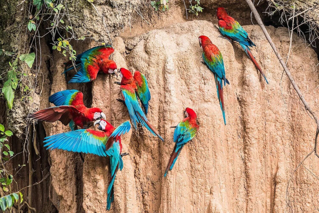 Guacamayos rojos alimentándose en una collpa de la Reserva Nacional Tambopata