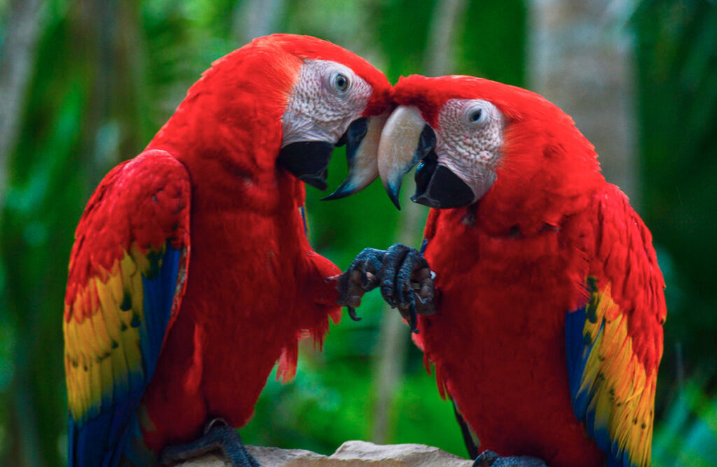 Dos guacamayos escarlata posados en una rama en la selva peruana