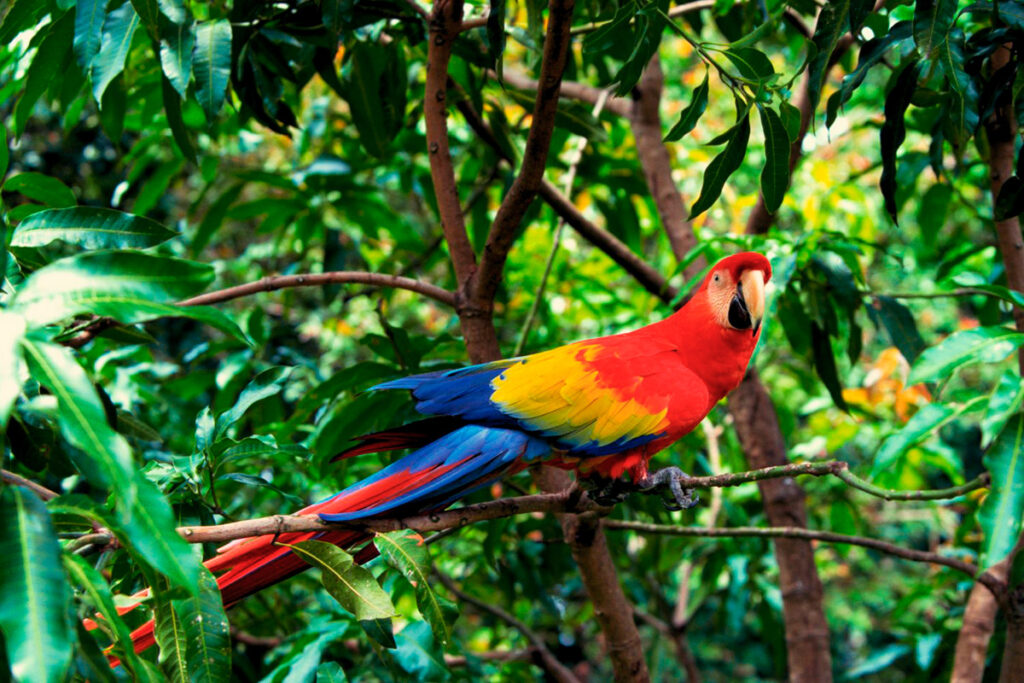 Guacamayo escarlata entre ramas en la Amazonía peruana