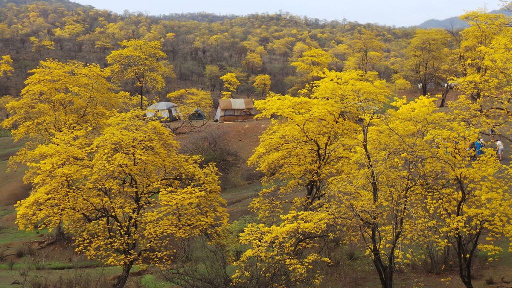 Floración amarilla de guayacanes en el bosque seco del valle del Marañón