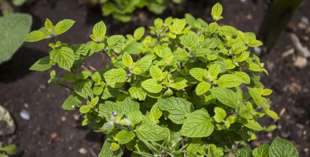 Planta de muña creciendo en tierra húmeda, con hojas verdes y textura rugosa