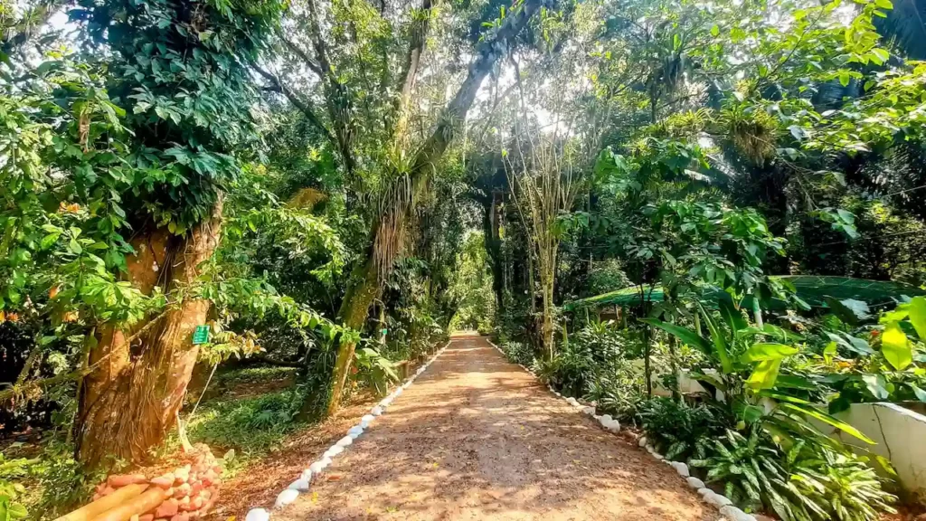 Sendero rodeado de vegetación en el Jardín Botánico de Tingo María