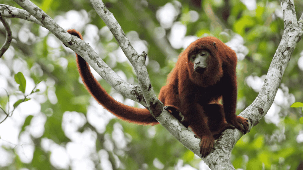 Mono aullador rojo sobre las ramas de un árbol en la Amazonía peruana