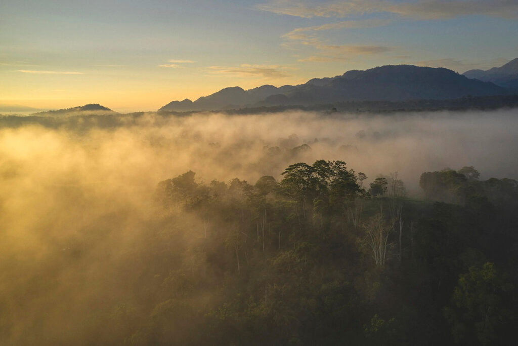 neblina al amanecer sobre la ceja de selva peruana con montañas al fondo