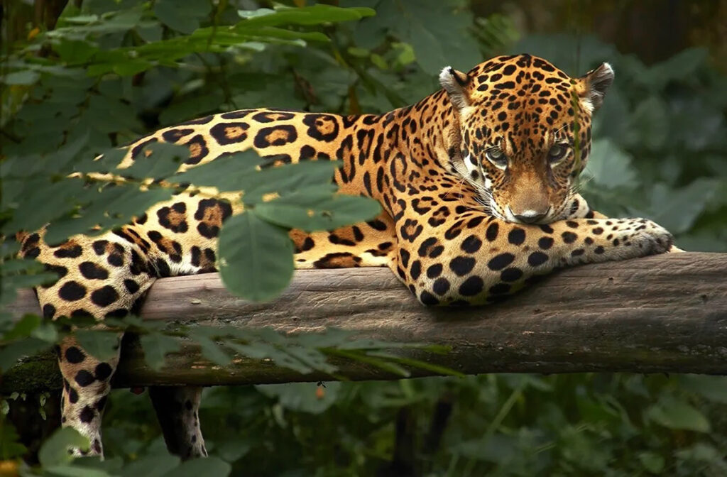 Jaguar descansando sobre un tronco en la selva peruana