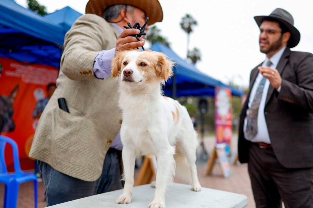 Ejemplar del pastor Chiribaya mostrado en una exhibición canina en Perú.