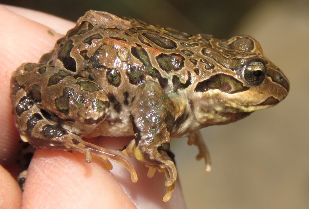 Rana de cuatro ojos (Pleurodema marmoratum) mostrando sus glándulas inguinales que simulan ojos falsos como mecanismo de defensa