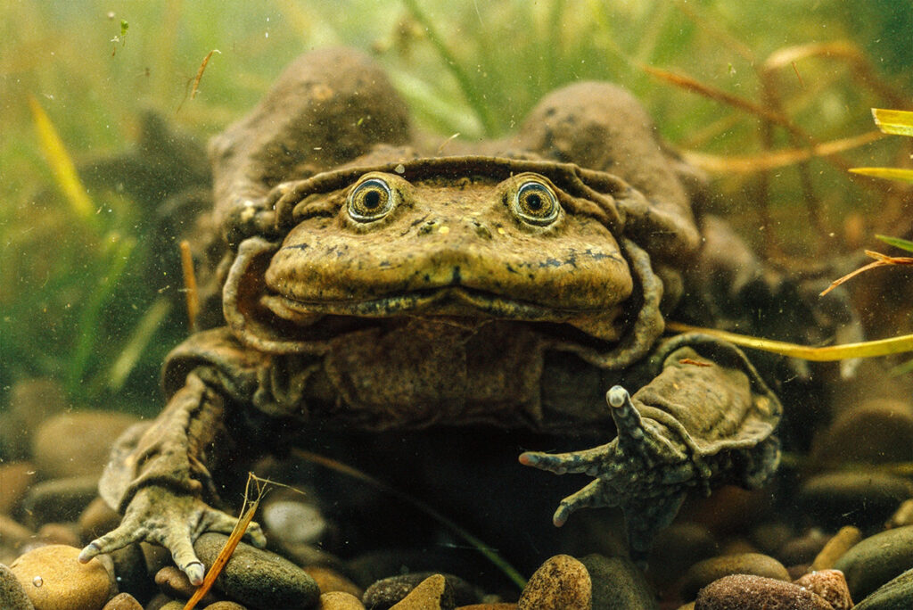 Rana gigante del Titicaca bajo el agua, mostrando pliegues cutáneos adaptados a la respiración en ecosistemas altoandinos