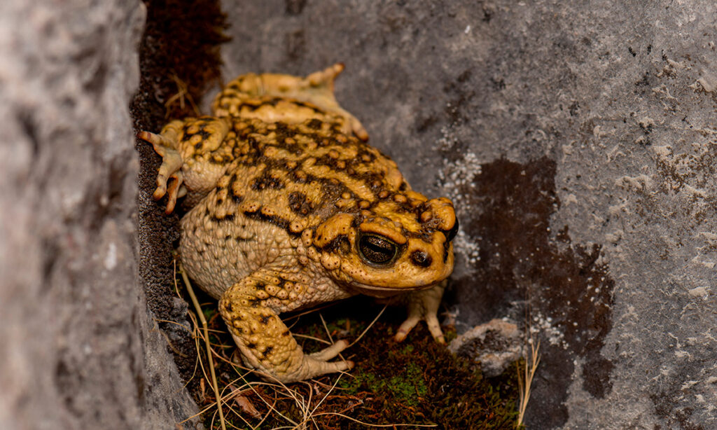 Sapo andino espinoso (Rhinella spinulosa) con piel verrugosa y espinas dorsales, refugiado entre rocas en un ecosistema altoandino