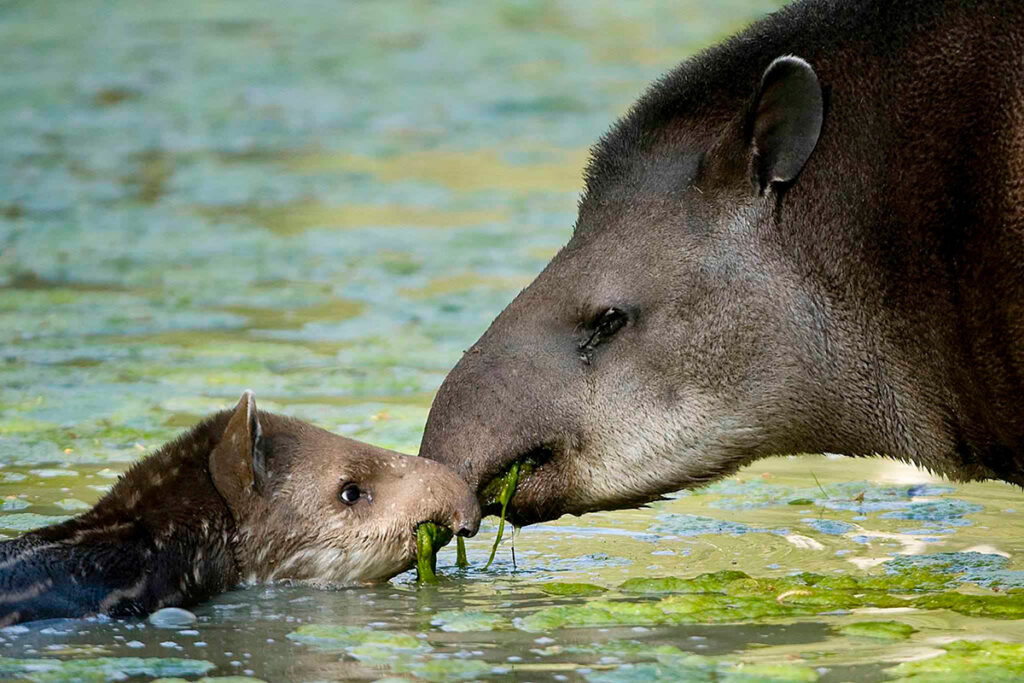 Tapir amazónico adulto con su cría en un río de la selva peruana