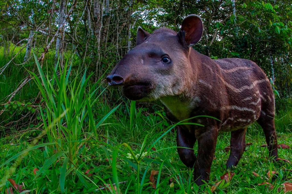Tapir amazónico en su hábitat natural en la selva peruana