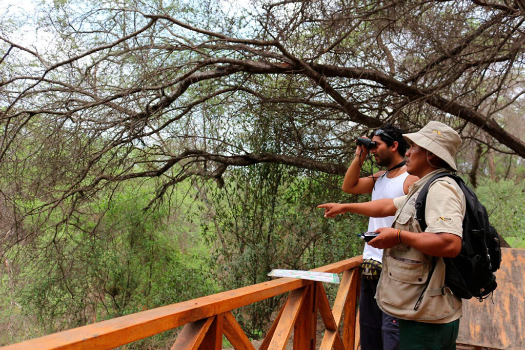 Guías locales realizando observación de aves en el bosque seco del norte peruano