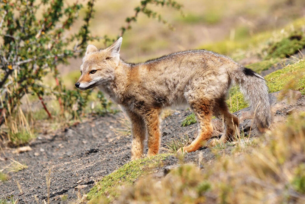 Zorro andino en la puna de la Reserva Nacional de Junín, depredador característico de los ecosistemas altoandinos del Perú
