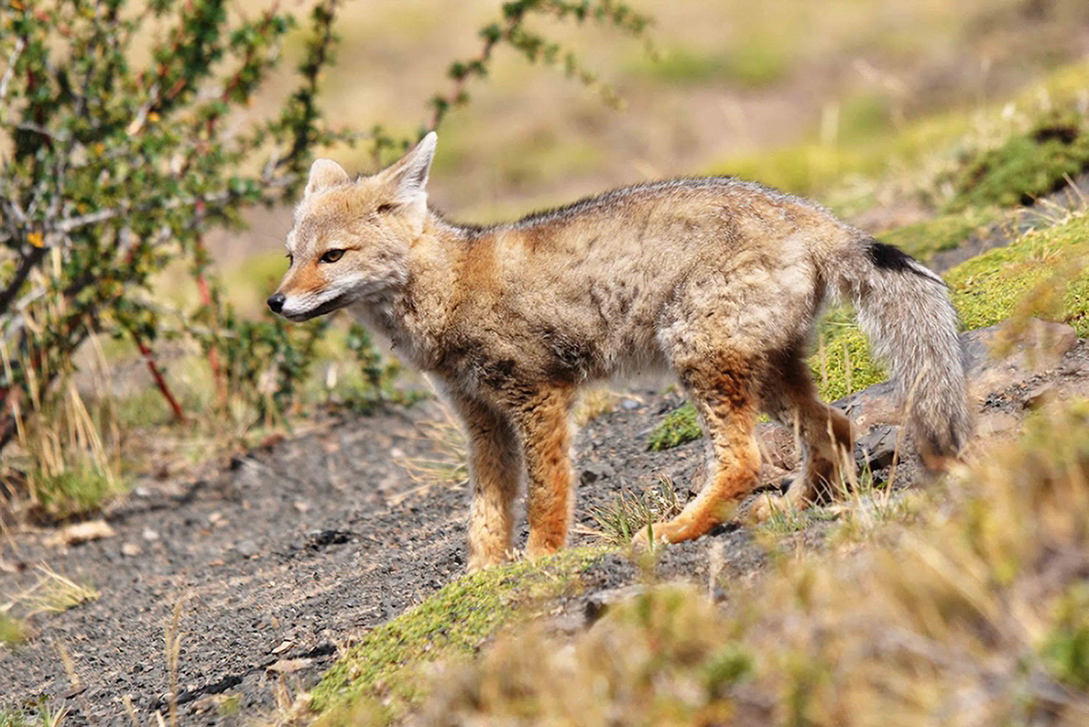 Reserva Nacional de Junín: Descubre su Biodiversidad