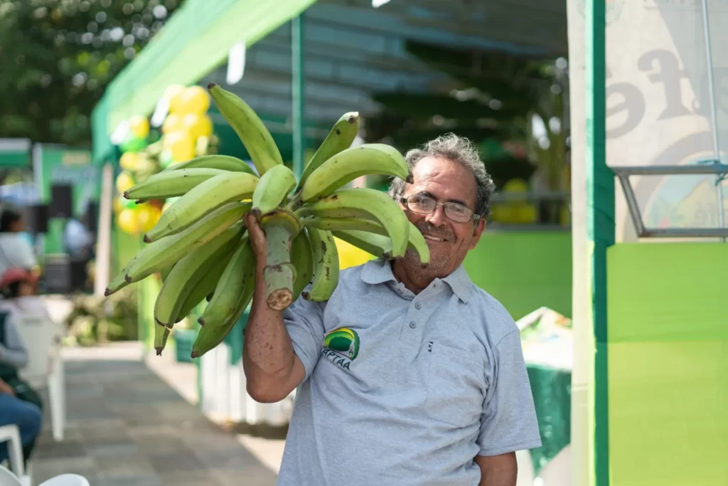 Hombre sosteniendo un racimo de plátanos bellaco verdes en un mercado de Tarapoto, Perú