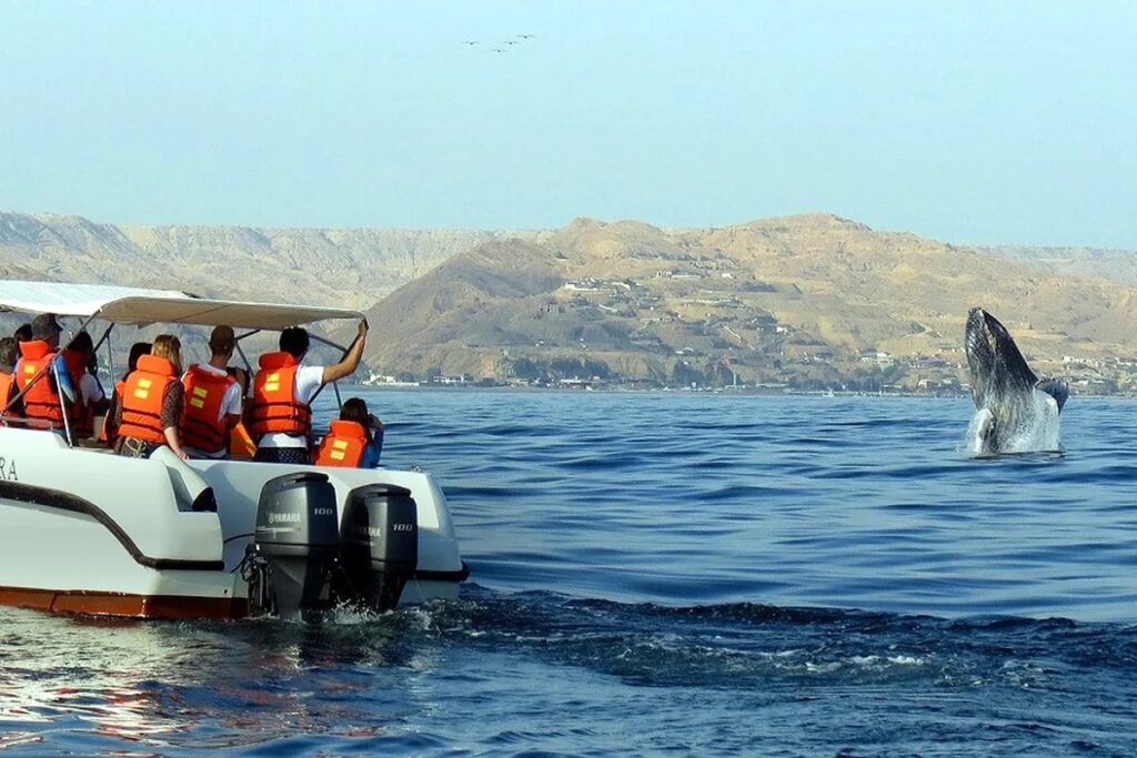 Turistas en un bote de avistamiento observan a una ballena jorobada saltando frente a las costas de Piura