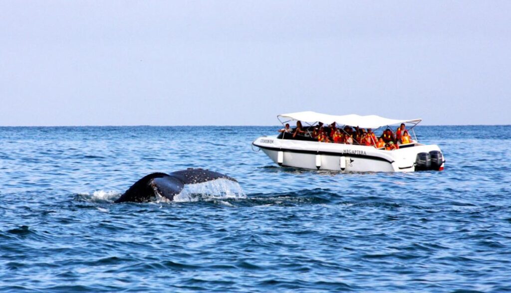 Turistas en bote observando una ballena jorobada en las aguas de Piura durante un tour autorizado