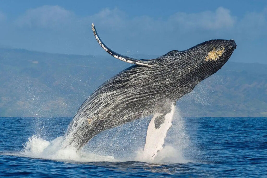 Ballena jorobada saltando en las aguas de Piura durante la temporada de avistamiento en el norte del Perú