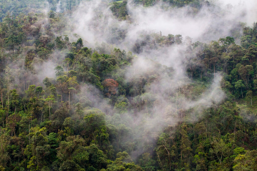 Bosques de neblina en el Parque Nacional Cutervo, con árboles envueltos en nubes bajas en la región andina de Cajamarca
